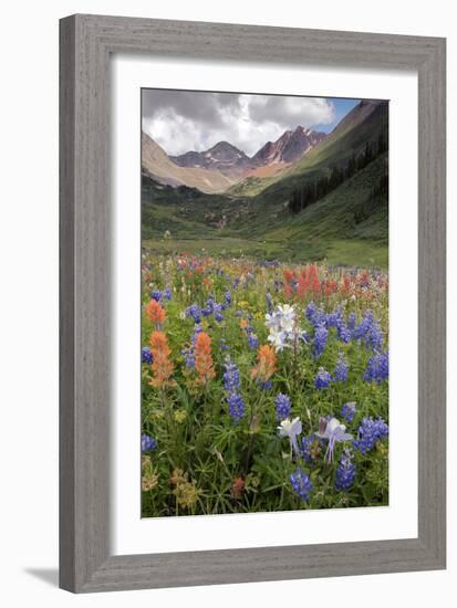 Alpine Flowers In Rustler's Gulch, USA-Bob Gibbons-Framed Photographic Print