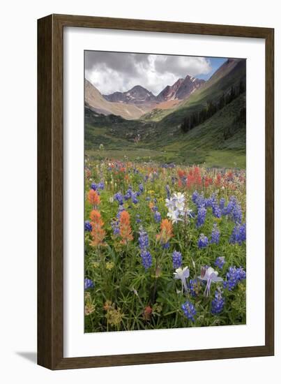 Alpine Flowers In Rustler's Gulch, USA-Bob Gibbons-Framed Photographic Print