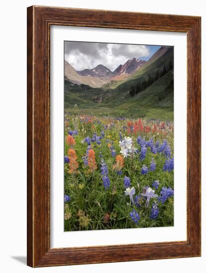 Alpine Flowers In Rustler's Gulch, USA-Bob Gibbons-Framed Photographic Print
