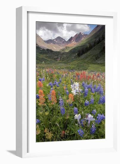 Alpine Flowers In Rustler's Gulch, USA-Bob Gibbons-Framed Photographic Print