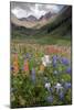 Alpine Flowers In Rustler's Gulch, USA-Bob Gibbons-Mounted Photographic Print