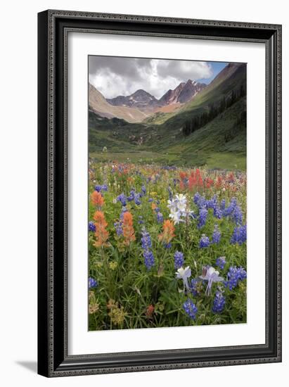 Alpine Flowers In Rustler's Gulch, USA-Bob Gibbons-Framed Photographic Print