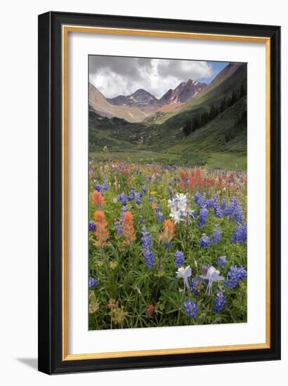 Alpine Flowers In Rustler's Gulch, USA-Bob Gibbons-Framed Photographic Print