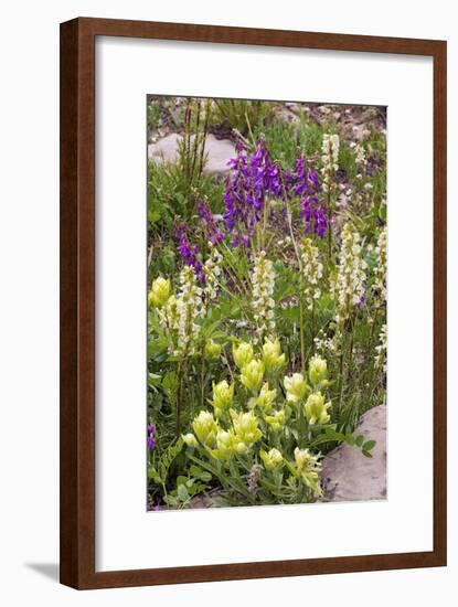 Alpine Flowers In Wyoming, USA-Bob Gibbons-Framed Photographic Print