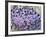 Alpine Forget-Me-Not, Mount Evans, Colorado, USA-James Hager-Framed Photographic Print