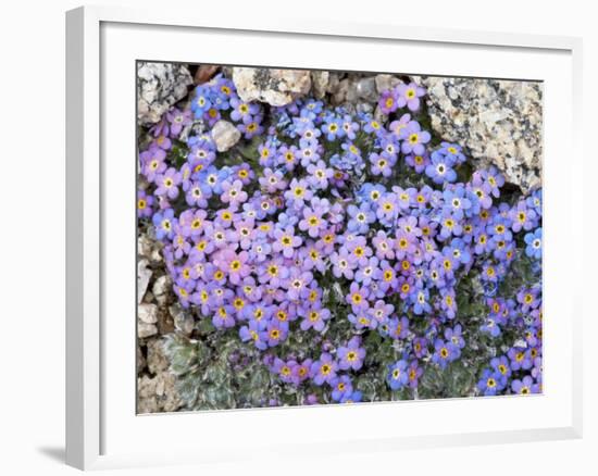 Alpine Forget-Me-Not, Mount Evans, Colorado, USA-James Hager-Framed Photographic Print