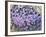 Alpine Forget-Me-Not, Mount Evans, Colorado, USA-James Hager-Framed Photographic Print