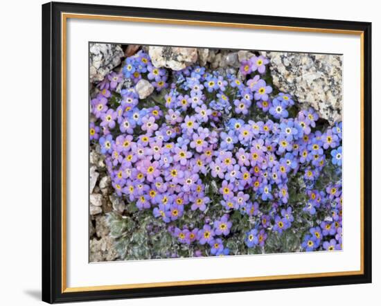 Alpine Forget-Me-Not, Mount Evans, Colorado, USA-James Hager-Framed Photographic Print