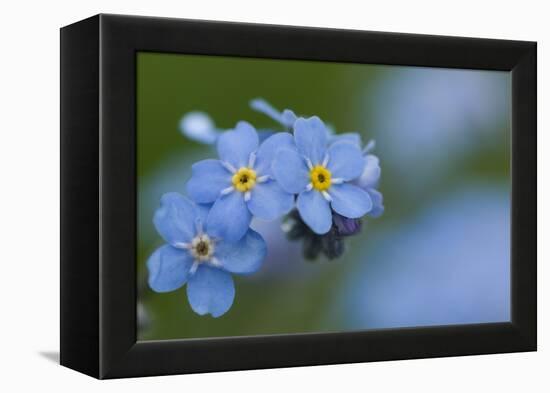 Alpine Forget-Me-Not (Myosotis Asiatica) in Flower, Liechtenstein, June 2009-Giesbers-Framed Premier Image Canvas