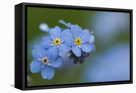 Alpine Forget-Me-Not (Myosotis Asiatica) in Flower, Liechtenstein, June 2009-Giesbers-Framed Premier Image Canvas