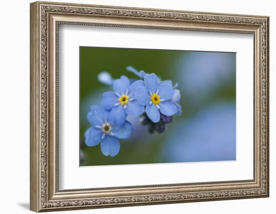 Alpine Forget-Me-Not (Myosotis Asiatica) in Flower, Liechtenstein, June 2009-Giesbers-Framed Photographic Print