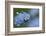 Alpine Forget-Me-Not (Myosotis Asiatica) in Flower, Liechtenstein, June 2009-Giesbers-Framed Photographic Print