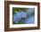 Alpine Forget-Me-Not (Myosotis Asiatica) in Flower, Liechtenstein, June 2009-Giesbers-Framed Photographic Print