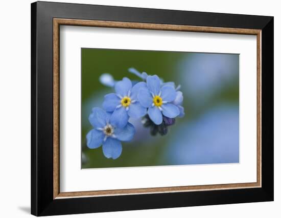 Alpine Forget-Me-Not (Myosotis Asiatica) in Flower, Liechtenstein, June 2009-Giesbers-Framed Photographic Print