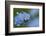 Alpine Forget-Me-Not (Myosotis Asiatica) in Flower, Liechtenstein, June 2009-Giesbers-Framed Photographic Print