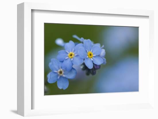 Alpine Forget-Me-Not (Myosotis Asiatica) in Flower, Liechtenstein, June 2009-Giesbers-Framed Photographic Print