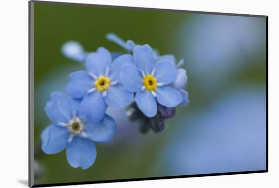 Alpine Forget-Me-Not (Myosotis Asiatica) in Flower, Liechtenstein, June 2009-Giesbers-Mounted Photographic Print