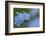 Alpine Forget-Me-Not (Myosotis Asiatica) in Flower, Liechtenstein, June 2009-Giesbers-Framed Photographic Print