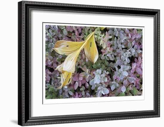 Alpine Frost-Donald Paulson-Framed Giclee Print