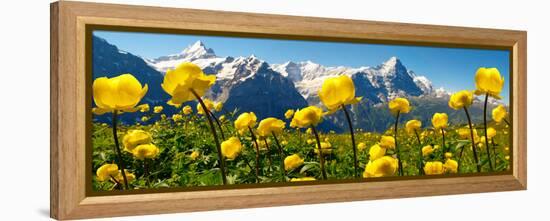 Alpine Globeflower Meadows at 6000 Ft with the Eiger Behind. First, Grindelwald, Bernese Alps-Paul Williams-Framed Premier Image Canvas