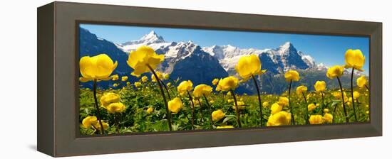 Alpine Globeflower Meadows at 6000 Ft with the Eiger Behind. First, Grindelwald, Bernese Alps-Paul Williams-Framed Premier Image Canvas