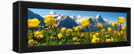 Alpine Globeflower Meadows at 6000 Ft with the Eiger Behind. First, Grindelwald, Bernese Alps-Paul Williams-Framed Premier Image Canvas