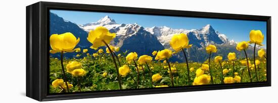 Alpine Globeflower Meadows at 6000 Ft with the Eiger Behind. First, Grindelwald, Bernese Alps-Paul Williams-Framed Premier Image Canvas