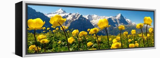 Alpine Globeflower Meadows at 6000 Ft with the Eiger Behind. First, Grindelwald, Bernese Alps-Paul Williams-Framed Premier Image Canvas