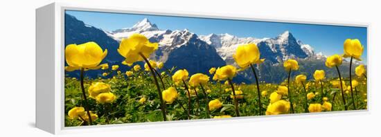 Alpine Globeflower Meadows at 6000 Ft with the Eiger Behind. First, Grindelwald, Bernese Alps-Paul Williams-Framed Premier Image Canvas