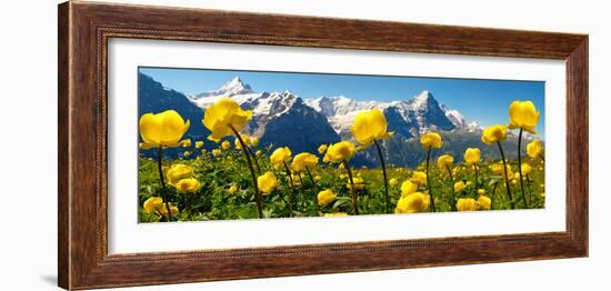 Alpine Globeflower Meadows at 6000 Ft with the Eiger Behind. First, Grindelwald, Bernese Alps-Paul Williams-Framed Photographic Print