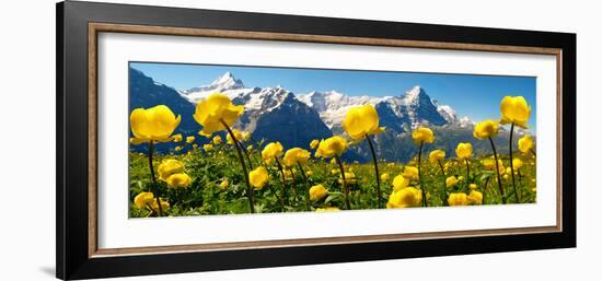 Alpine Globeflower Meadows at 6000 Ft with the Eiger Behind. First, Grindelwald, Bernese Alps-Paul Williams-Framed Photographic Print