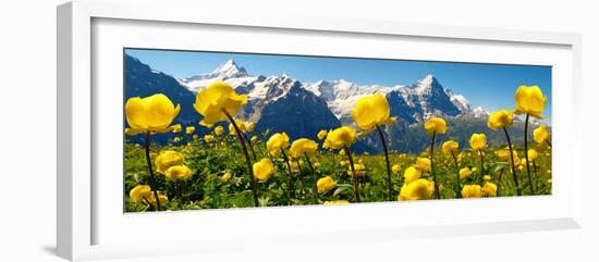 Alpine Globeflower Meadows at 6000 Ft with the Eiger Behind. First, Grindelwald, Bernese Alps-Paul Williams-Framed Photographic Print