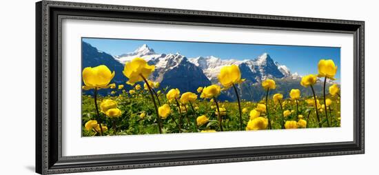 Alpine Globeflower Meadows at 6000 Ft with the Eiger Behind. First, Grindelwald, Bernese Alps-Paul Williams-Framed Photographic Print