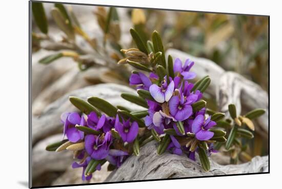 Alpine Hovea an Blooming Alpine Hovea Grows Between-null-Mounted Photographic Print