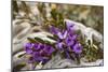 Alpine Hovea an Blooming Alpine Hovea Grows Between-null-Mounted Photographic Print