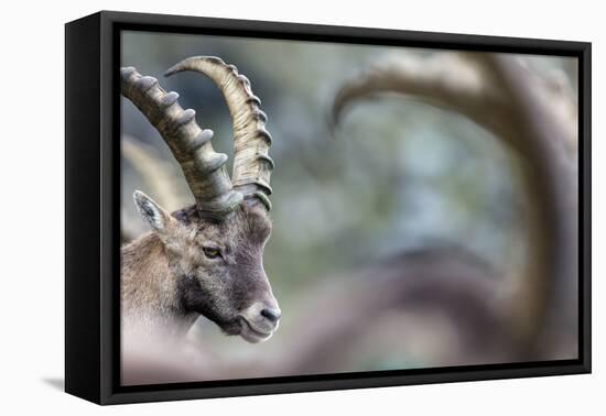 Alpine Ibex (Capra Ibex), Portrait Of Young Male. Alps, Aosta Valley-David Pattyn-Framed Premier Image Canvas