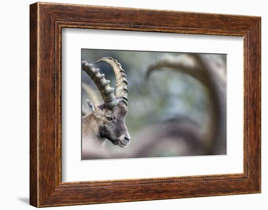 Alpine Ibex (Capra Ibex), Portrait Of Young Male. Alps, Aosta Valley-David Pattyn-Framed Photographic Print