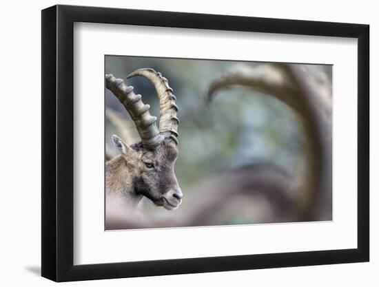 Alpine Ibex (Capra Ibex), Portrait Of Young Male. Alps, Aosta Valley-David Pattyn-Framed Photographic Print