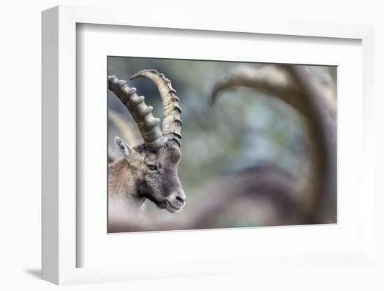 Alpine Ibex (Capra Ibex), Portrait Of Young Male. Alps, Aosta Valley-David Pattyn-Framed Photographic Print