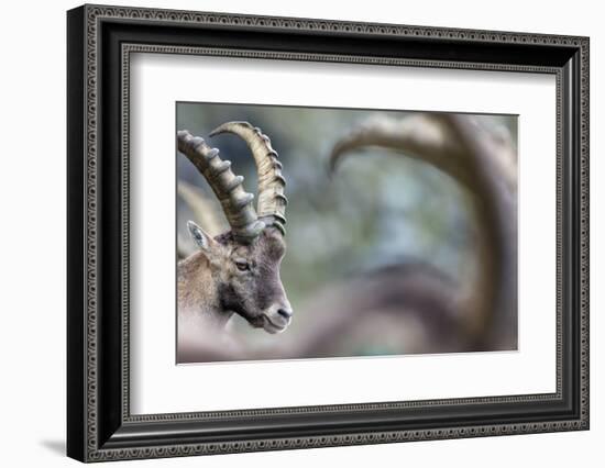 Alpine Ibex (Capra Ibex), Portrait Of Young Male. Alps, Aosta Valley-David Pattyn-Framed Photographic Print