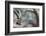 Alpine Ibex (Capra Ibex), Portrait Of Young Male. Alps, Aosta Valley-David Pattyn-Framed Photographic Print