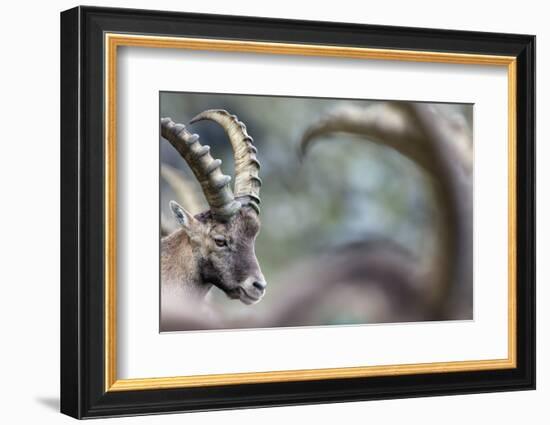 Alpine Ibex (Capra Ibex), Portrait Of Young Male. Alps, Aosta Valley-David Pattyn-Framed Photographic Print