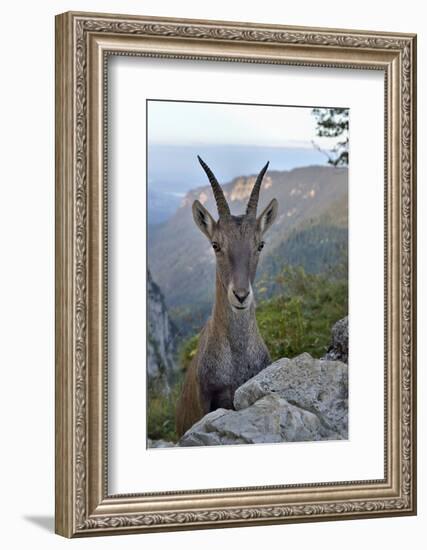 Alpine ibex female, Jura, Switzerland-Loic Poidevin-Framed Photographic Print