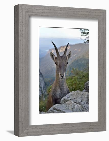 Alpine ibex female, Jura, Switzerland-Loic Poidevin-Framed Photographic Print