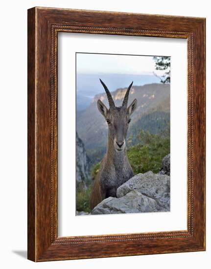 Alpine ibex female, Jura, Switzerland-Loic Poidevin-Framed Photographic Print