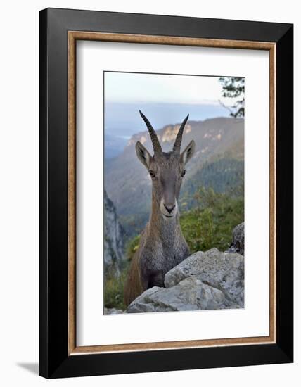 Alpine ibex female, Jura, Switzerland-Loic Poidevin-Framed Photographic Print