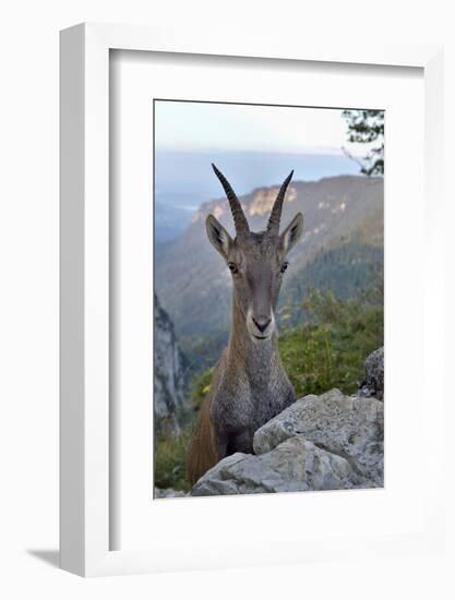 Alpine ibex female, Jura, Switzerland-Loic Poidevin-Framed Photographic Print