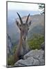 Alpine ibex female, Jura, Switzerland-Loic Poidevin-Mounted Photographic Print
