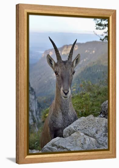 Alpine ibex female, Jura, Switzerland-Loic Poidevin-Framed Premier Image Canvas