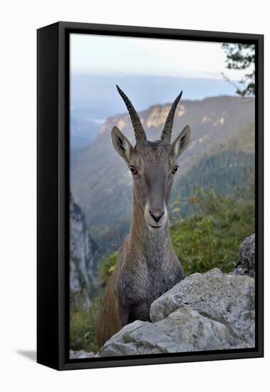 Alpine ibex female, Jura, Switzerland-Loic Poidevin-Framed Premier Image Canvas